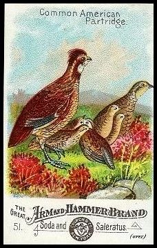 51 Common American Partridge